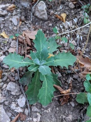 Arabis caucasica