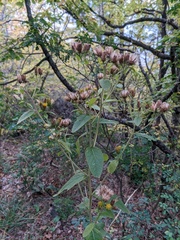 Pentanema squarrosum