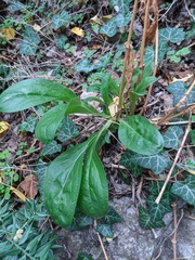 Silene latifolia alba