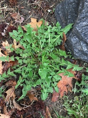 Taraxacum officinale