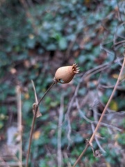 Silene latifolia alba