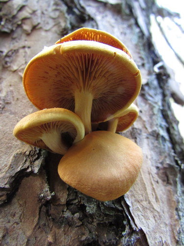 Common Rustgill