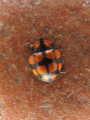 Botanochara decempustulata