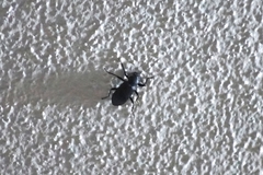 Coleoptera