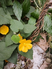Abutilon grandifolium