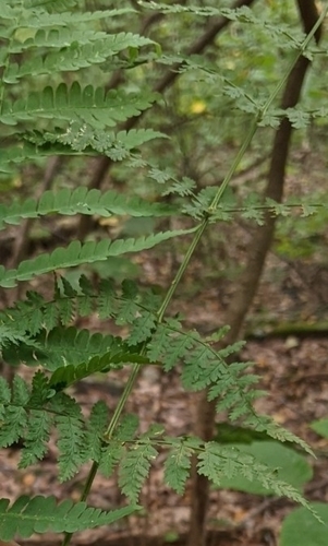 Dryopteris intermedia iNat (3)