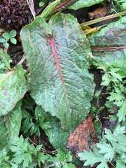 Rumex obtusifolius