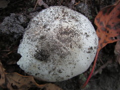 Tricholoma album