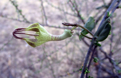 Ceropegia lugardiae