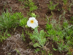 Argemone hunnemannii