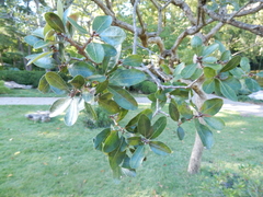 Quercus mohriana