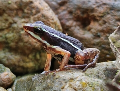 Epipedobates anthonyi