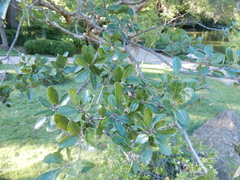 Quercus mohriana