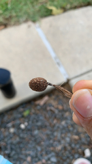 Magnoliopsida