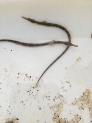 Syngnathus fuscus