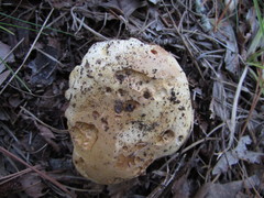 Tylopilus peralbidus
