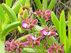 Polygala ericifolia