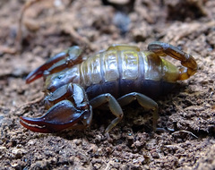Euscorpius