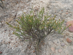 Selago fruticosa