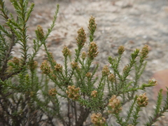 Selago fruticosa