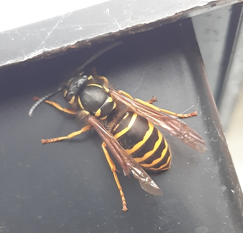 Vespidae image