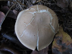 Tricholoma odorum