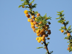 Vachellia astringens