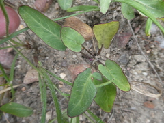 Lichtensteinia obscura