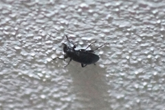 Coleoptera