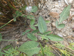 Lichtensteinia obscura