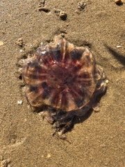 Cyanea versicolor