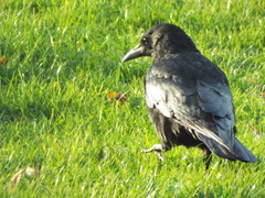 Corvus corone