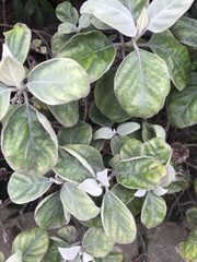 Barleria albostellata