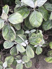 Barleria albostellata