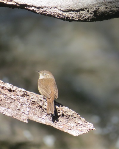 iNaturalist observation photo of Northern House Wren