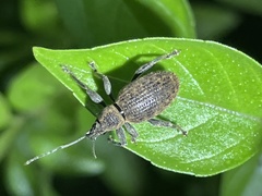 Peritelini