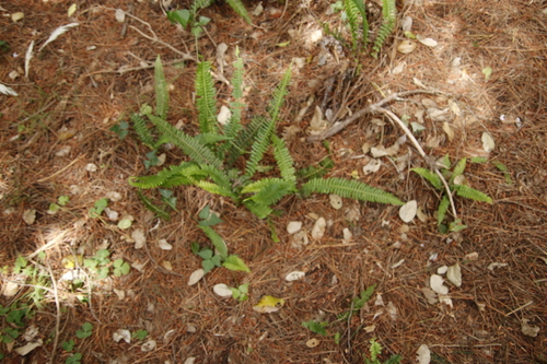 Blechnum australe (Blechnum australe)