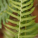 Southern Deerfern - Photo (c) Tony Rebelo, some rights reserved (CC BY-SA), uploaded by Tony Rebelo