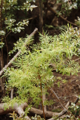 Hypericum canariense