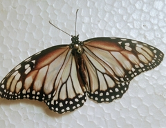 Danaus gilippus candidus