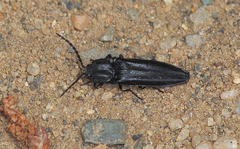 Tibionema abdominalis