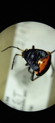 Heteroptera