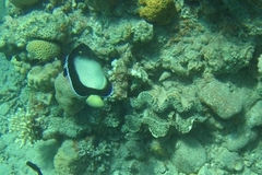 Apolemichthys xanthotis