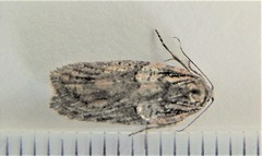Acleris pulverosana