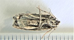 Acleris pulverosana
