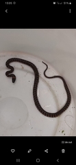 Oxyrhopus clathratus