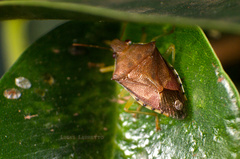 Supputius cincticeps