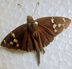Lepidoptera