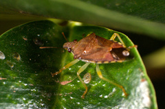 Supputius cincticeps