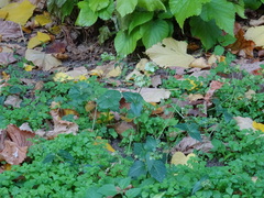 Mirabilis nyctaginea